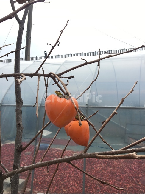 감,감나무,열매,과일,persimmon,가을