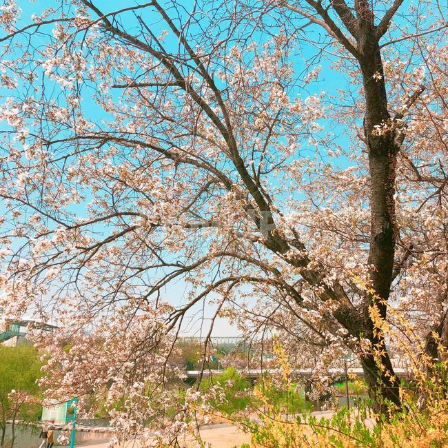 벚꽃,벚꽃나무,벚나무,cherryblossoms,나무,하늘,tree,sky,blossoms