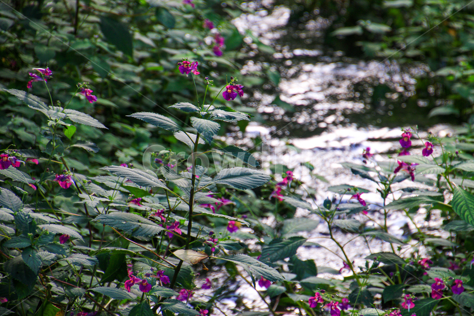 냇가,물봉선화,가을,분홍색,시골,식물,식물,자연,plants,nature,꽃,flower