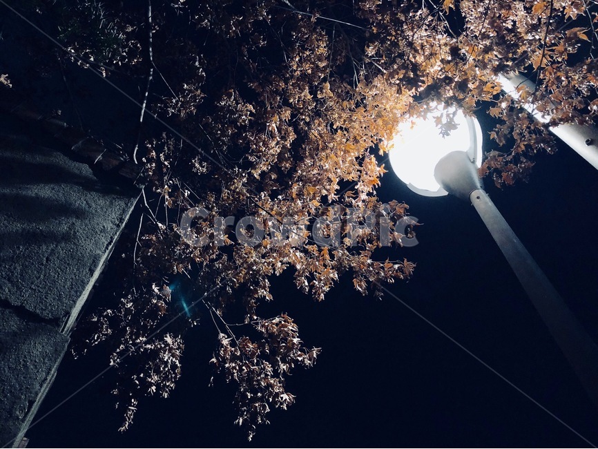 저녁,전등,가로등,낙엽,나무,야경,밤,풍경,nightscape,night,landscape,light,빛,flare,플레어