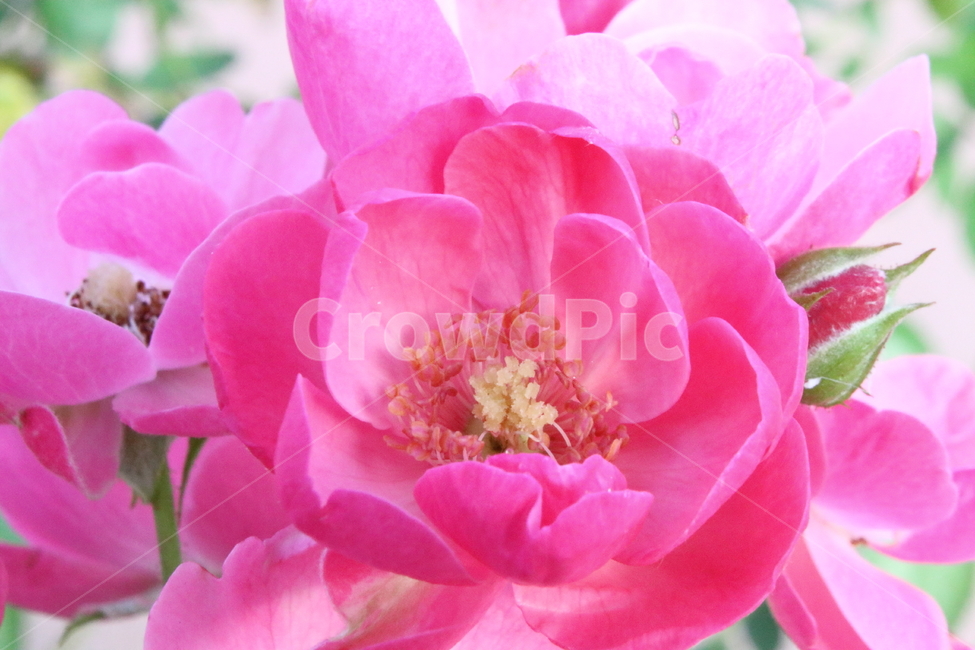 장미,꽃,식물,정원수,rose,식물,자연,plants,nature,꽃,flower