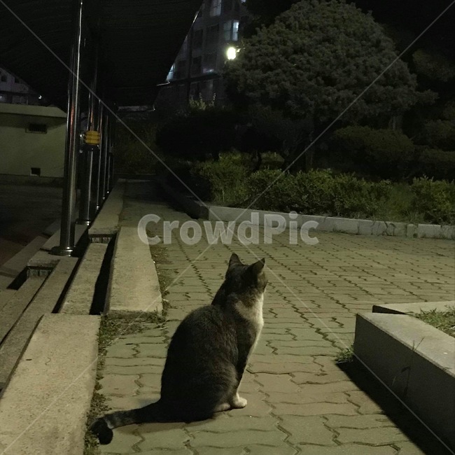 고양이,학교,나무,조명,밤