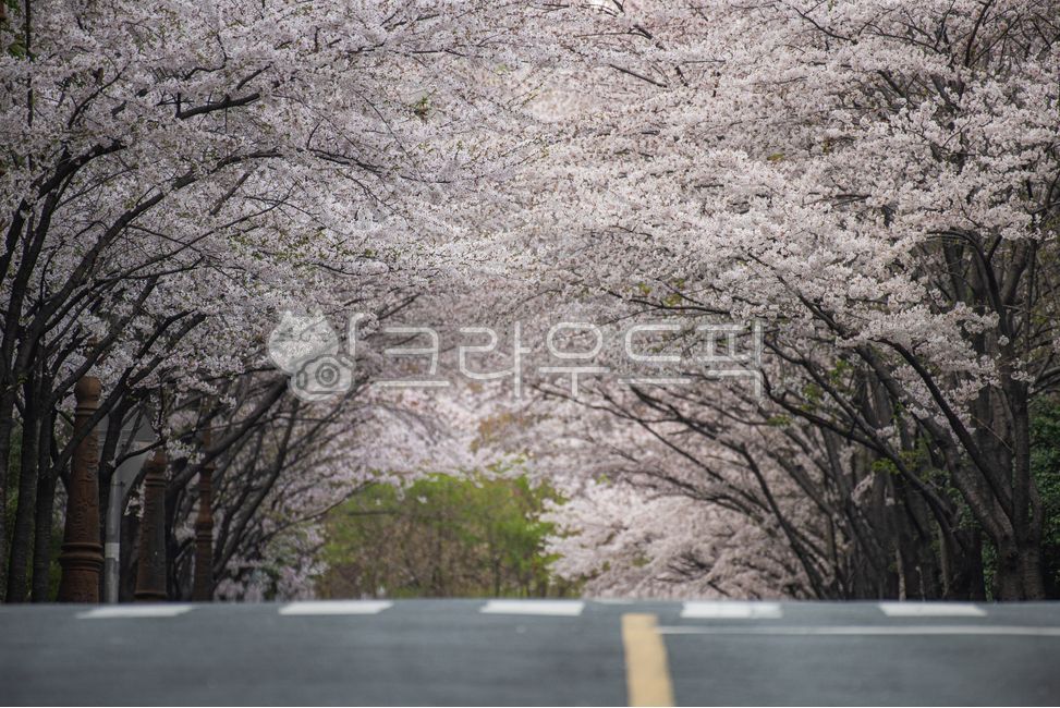 flower road,hill,cherry blossom,flower,tree,plant,spring,season,road,path,uphill,cherry blossom tunnel,spring flower,light