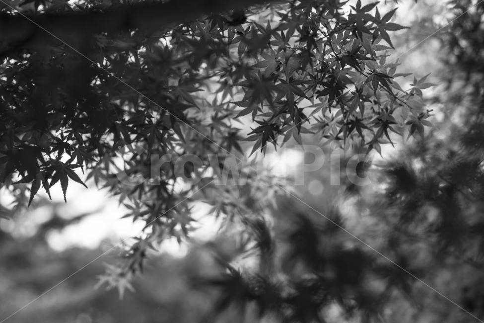 식물,흑백,풍경,나뭇잎,단풍잎,여행,스냅,식물,자연,plants,nature,가을,계절,fall,autumn,season,흑백,모노톤,monochrome,black and white,leaf,잎,plant,tree,나무