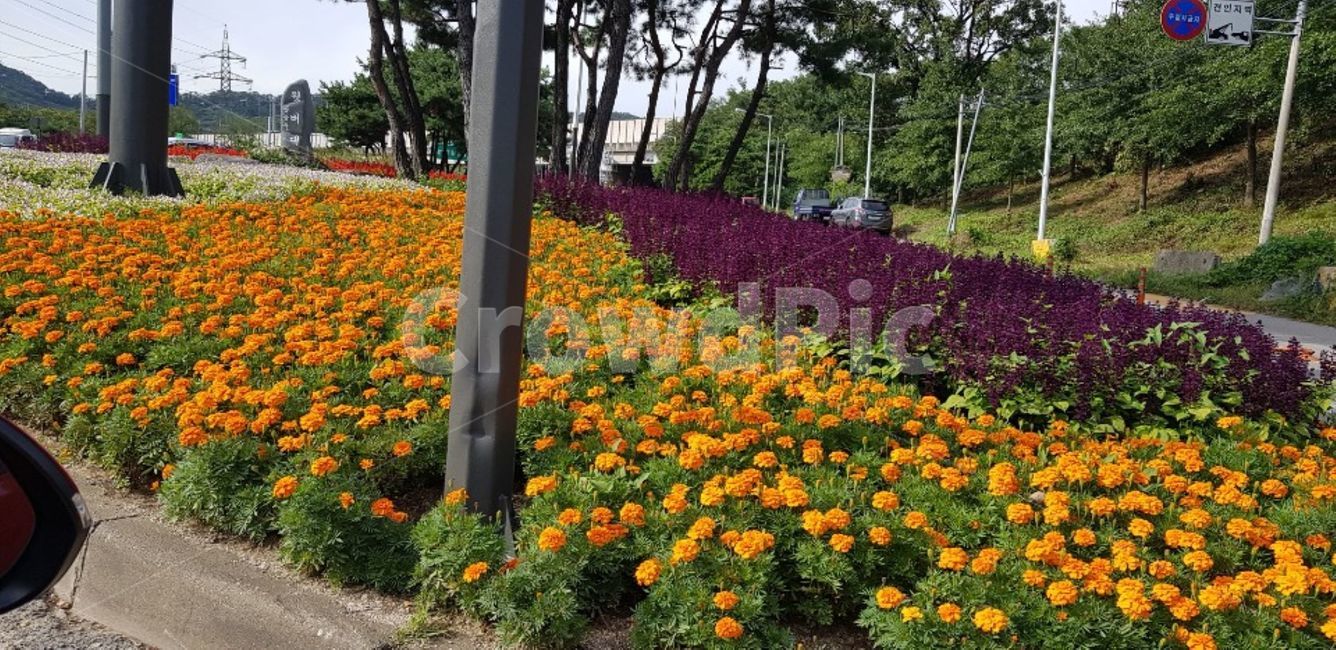 plant,식물,purple,보라색,thenationalflower,국화,야생화,들꽃