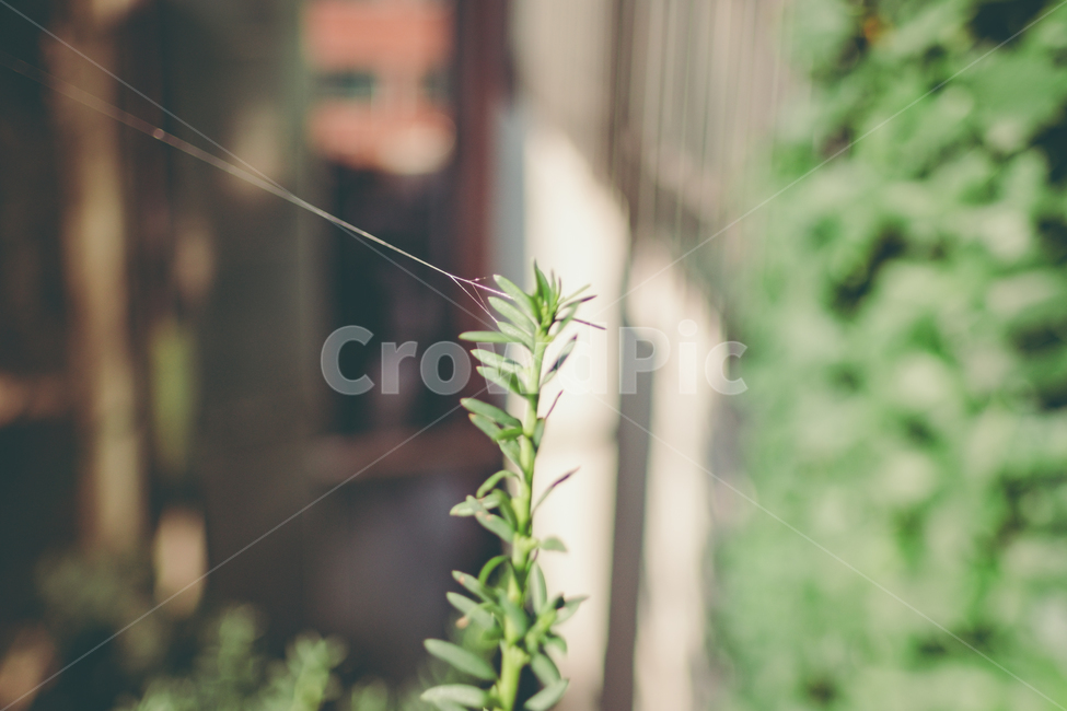 거미줄,자연,식물,plant,spiderweb,식물,자연,plants,nature