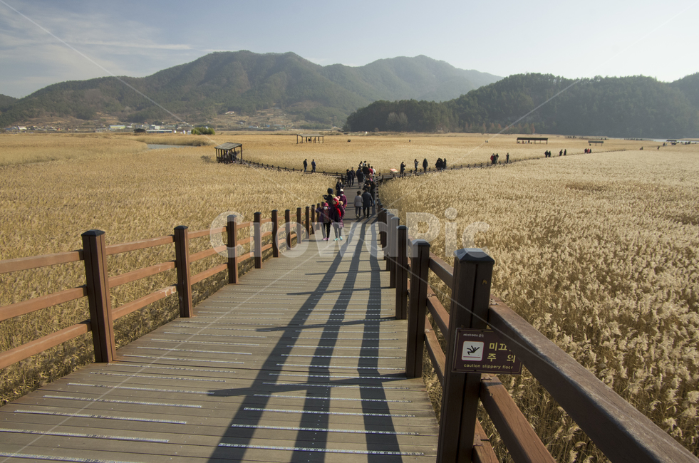 순천만,순천,순천만습지,갈대,갈대밭,겨울,다리,산책로,난간,남해안,풍경