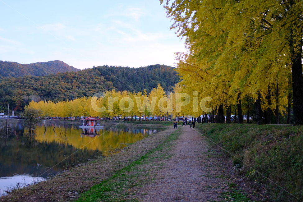 가을,저수지,은행나무,은행,fall,autumn,yellow,landscape,풍경,은행나무길,경치,경관,가을,계절,fall,autumn,season,사람들,대중,군중,other people,crowd,water,물,outdoors,옥외,tree,나무,plant,식물