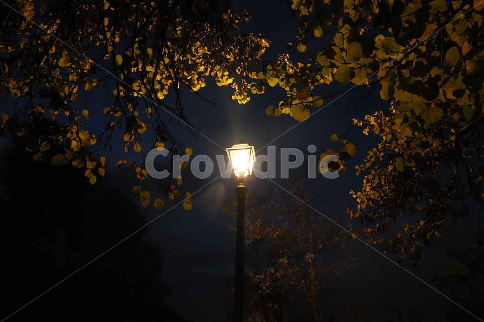 가로등,밤,나뭇잎,불빛,가로등빛,야경,밤,풍경,nightscape,night,landscape,사물,물건,오브젝트,thing,object,matter,lamp post,램프 포스트