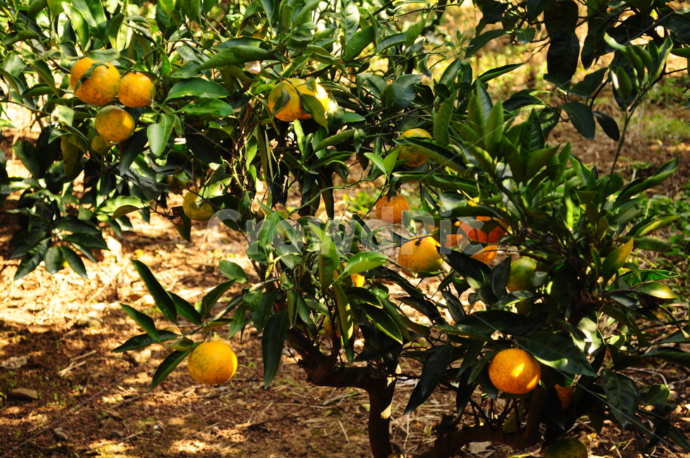 감귤,귤,귤나무,감귤나무,나무,제주도,식물,자연,plants,nature,나무,trees,wood,과일,열매,fruit