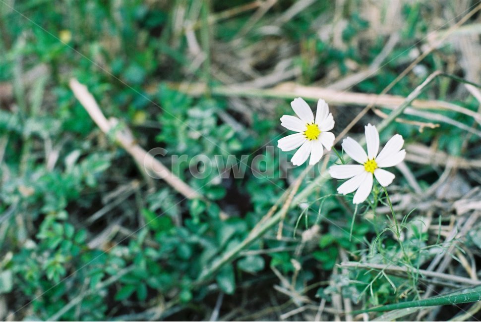 코스모스,가을,들꽃,가을꽃,계절,아름다움,청초함,순애보,순정,season,식물,자연,plants,nature,꽃,flower,fall,식물,자연,plants,nature,꽃,flower,감성,sensible,feeling