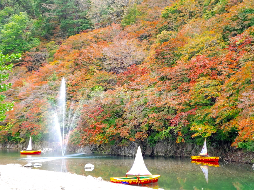 단풍,가을,물,나무,빨강단풍,가을,계절,fall,autumn,season,자연,풍경,nature,landscape,water