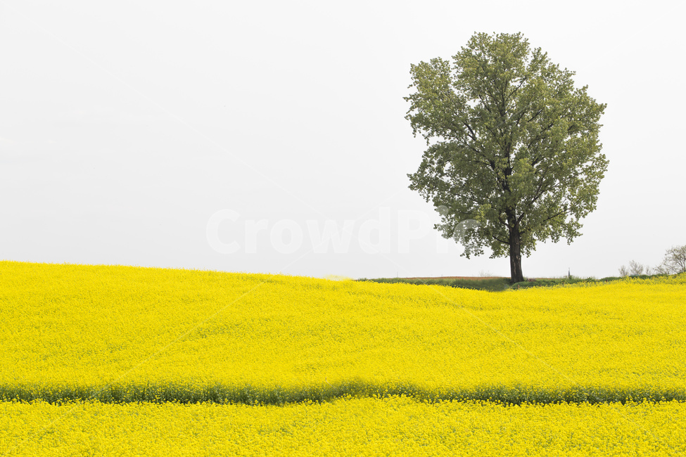 nature,yellow,flower,spring flowers,spring,rapeseed,background,plant,rape flower,season,Wallpapers