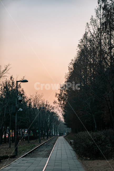 화랑대역,가을,석양,노을,가로수,road,도로,asphalt,아스팔트,나무,tree,식물,자연,plants,nature,나무,trees,wood