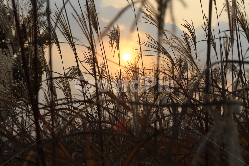 가을,노을,하늘,공원,해,늦가을,가을,계절,fall,autumn,season,자연,풍경,nature,landscape,grass,잔디,plant,식물