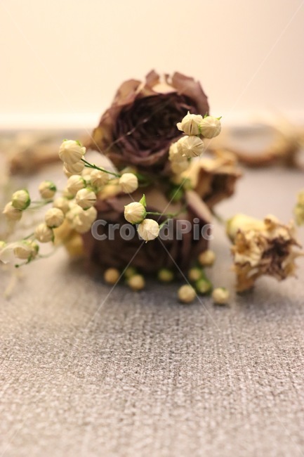 dryflower,말린꽃,꽃,드라이플라워,장미