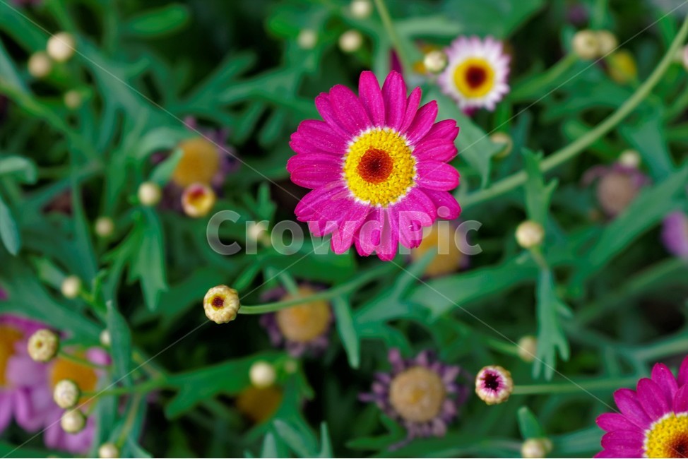 봄,bloom,꽃,식물,자연,화사함,꽃향기,colorful,floral,flower,gardenflowers,happymind,life,nature,plant,spring,식물,자연,plants,nature,꽃,flower