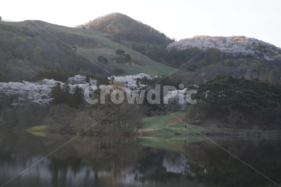 용비지,저수지,벚꽃,풍경,빛,봄,봄,계절,spring,season,자연,풍경,nature,landscape,outdoors,옥외