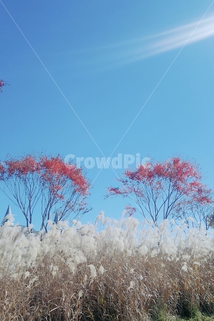 가을녘,가을풍경,갈대,가을햇살,오색풍경