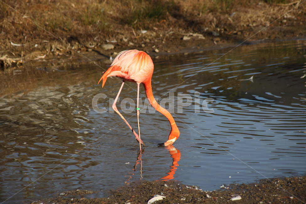 홍학,플라밍고,새,대형조류,flamingo,동물,animal,조류,새,birds