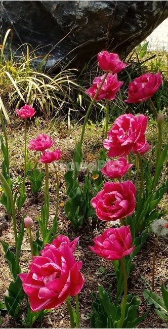 tulip,백합과,구근초,여러해살이화초,꽃,튤립,봄,식물,자연,springseasonflower