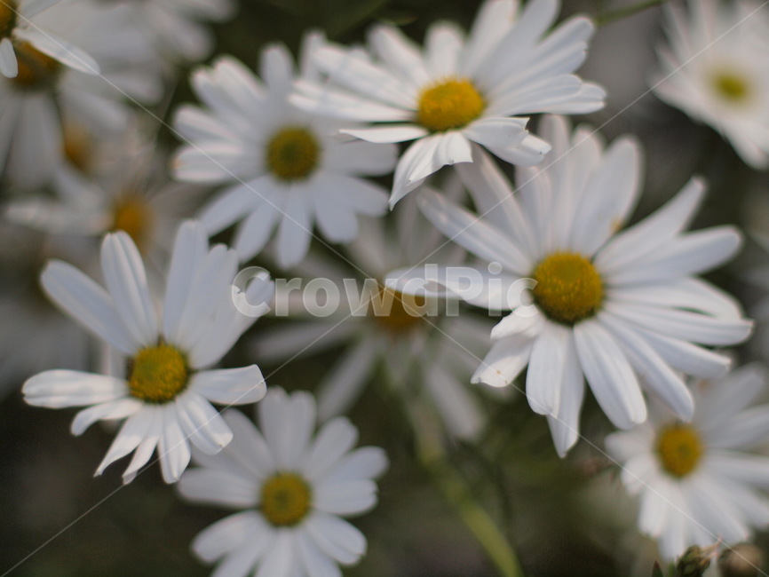 꽃,flower,daisy,blossom,식물,plant,데이지,daisies