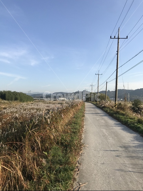 자연,하늘,풍경,가을,억새,갈대,전봇대,시골길