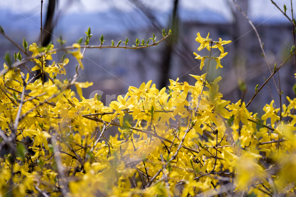 꽃,개나리,봄꽃,자연,식물,풍경,식물,자연,plants,nature,꽃,flower