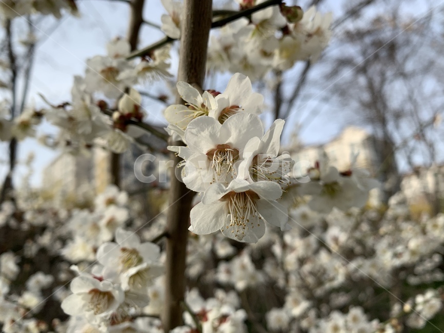 plant,식물,flower,꽃,blossom,cherryblossom,벚꽃,활짝핀