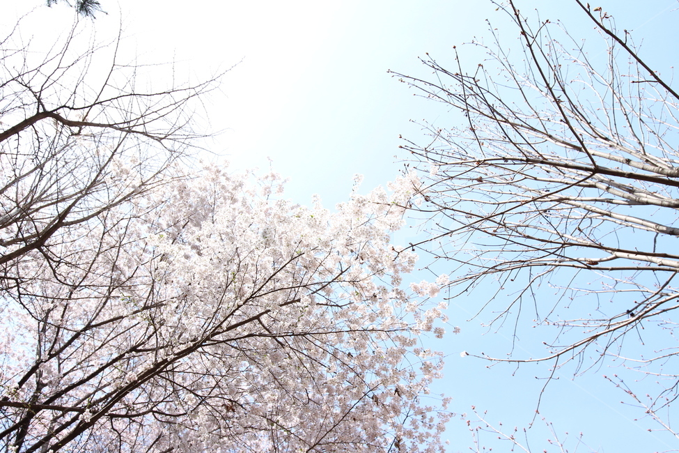 꽃,봄,힐링,꽃잎,스프링,4월,따뜻,봄,계절,spring,season,plant,식물