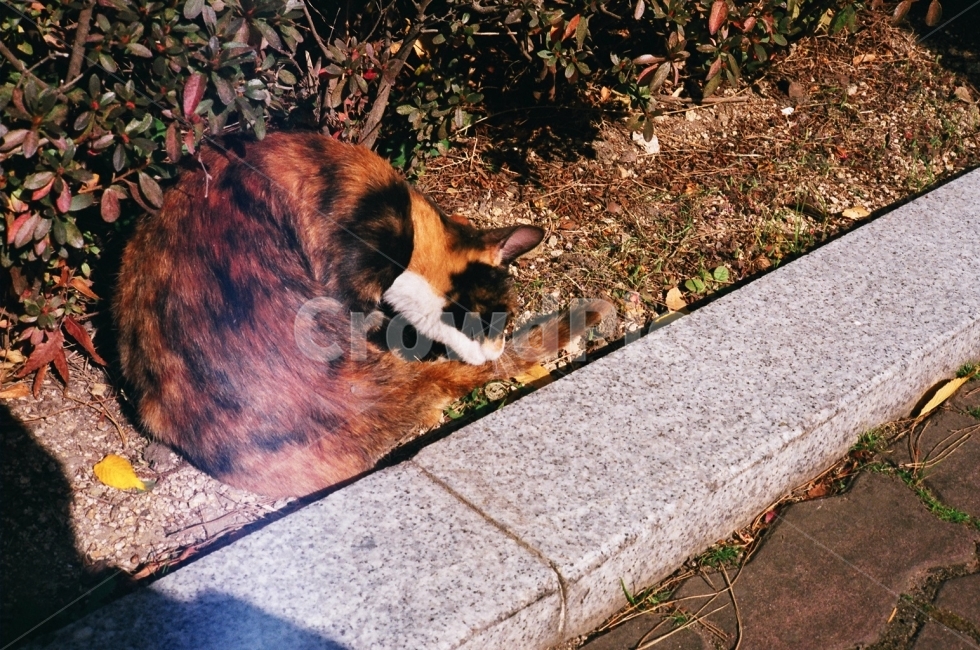 필름,고양이,야외,밝은,필름카메라,film,cat,길고양이,동물,animal,포유류,mammal,고양이,cat,kitten,kitty