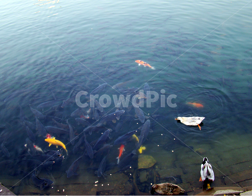 어류,잉어,물고기,연못,오리,동물,animal,조류,새,birds,어류,물고기,fish