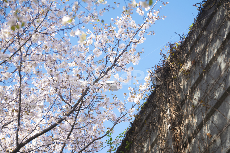 나무,벚꽃,하늘,계절,봄,봄,계절,spring,season,식물,자연,plants,nature,꽃,flower,plant