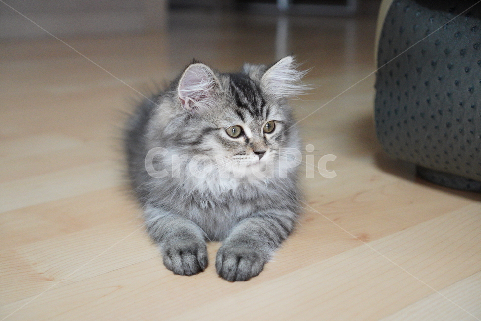 고양이,아기고양이,어린고양이,페르시안,페르시안고양이,반려묘,냥이