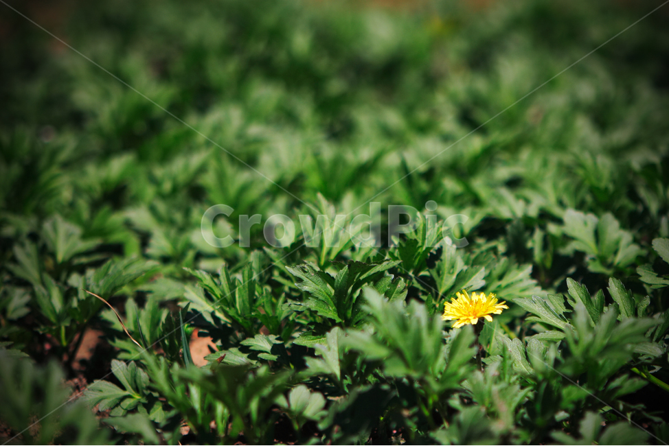 민들래,꽃,봄,배경,풍경,바탕화면,식물,자연,plants,nature,꽃,flower