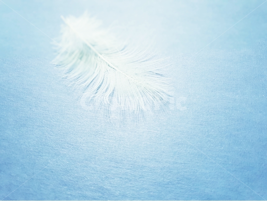 배경,새털,깃덜,조류,동물,background,배경이미지,털,색감,바탕,텍스쳐,질감,패턴,배경화면,이미지,빈공간