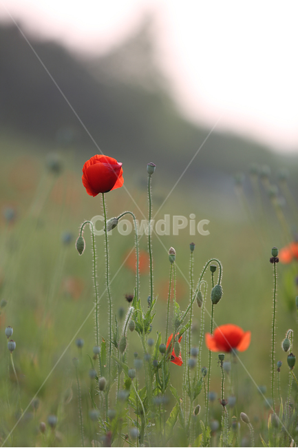 꽃,꽃양귀비,양귀비,빨강,고잔역,flower,red,fieldpoppy,식물,자연,plants,nature,꽃,flower