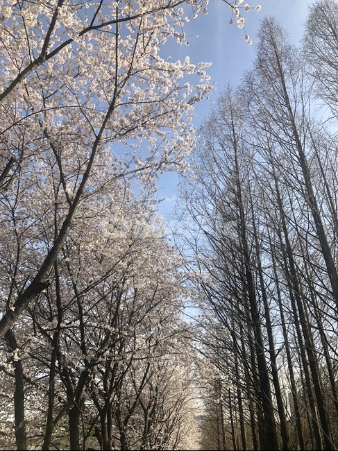 꽃,나무,개나리,하늘,봄,봄,계절,spring,season,자연,풍경,nature,landscape,식물,plants,나무,trees,wood,tree,plant