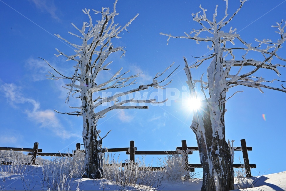 무주,덕유산,덕유산설경,겨울,계절,설경,중봉,설국,겨울산,눈꽃,상고대,nature,자연,mountain,산,outdoors,옥외,slope,경사,mountainrange,산맥,scenery,풍경,ice,빙,향적봉,주목,light,빛,flare,플레어,겨울,계절,winter,season,자연,풍경,nature,landscape