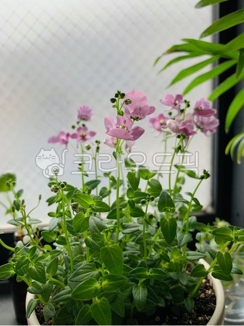화분,꽃,식물,다이시아,분홍꽃,flower,blossom,plant,잎,봄