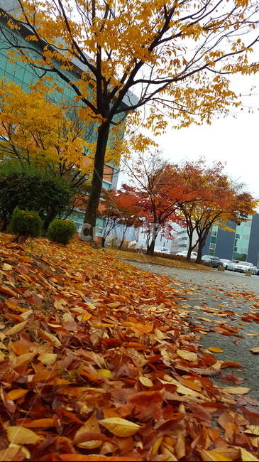 가을,단풍,낙엽,autumn,maple,fall,가을,계절,fall,autumn,season,plant,식물,leaf,잎,tree,나무