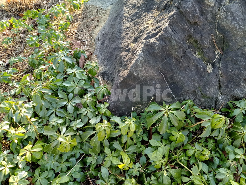 식물,수호초,잎,leaf,plant,식물,자연,plants,nature