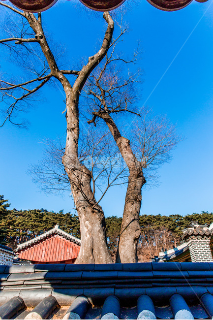 거목,기와,담장,문화유산,행성,고궁,한국전통,한국문화,korean traditional,korean culture,식물,자연,plants,nature,나무,trees,wood,건축물,건물외관,exterior,building,structure,architecture,construction