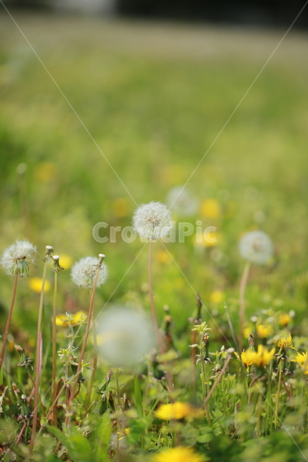 양귀비꽃,민들레,민들레홀씨,봄,들판,식물,자연,plants,nature,꽃,flower