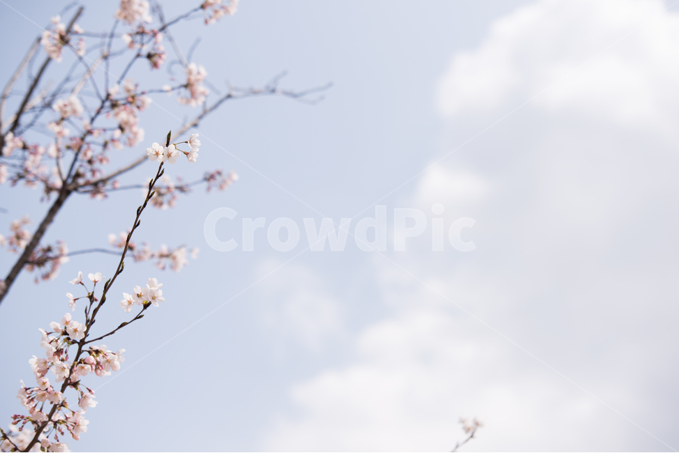 벚꽃,나무,분홍,봄,꽃,봄,계절,spring,season,식물,자연,plants,nature,꽃,flower,감성,sensible,feeling,plant,blossom