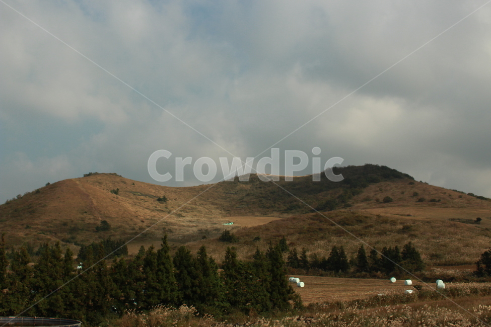 자연,오름,제주,새별오름,가을,자연,풍경,nature,landscape,plant,식물,tree,나무,outdoors,옥외,fir,전나무