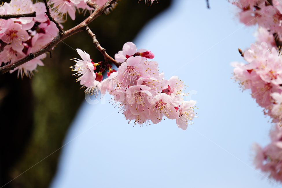 살구나무꽃,봄꽃,한국자연,꽃,꽃사진,플라워,flower,봄,spring,식물,plants,자연,nature,풍경,landscape,계절,season,snap,스냅,접사,macro,closeup,클로즈업,감성사진,감성,힐링,healing,느낌,feel,feeling,꽃밭,화단,나무,나뭇가지,tree,꽃봉오리,4월,April,살구나무,살구꽃,봄,계절,spring,season,식물,자연,plants,nature,꽃,flower,plant,blossom