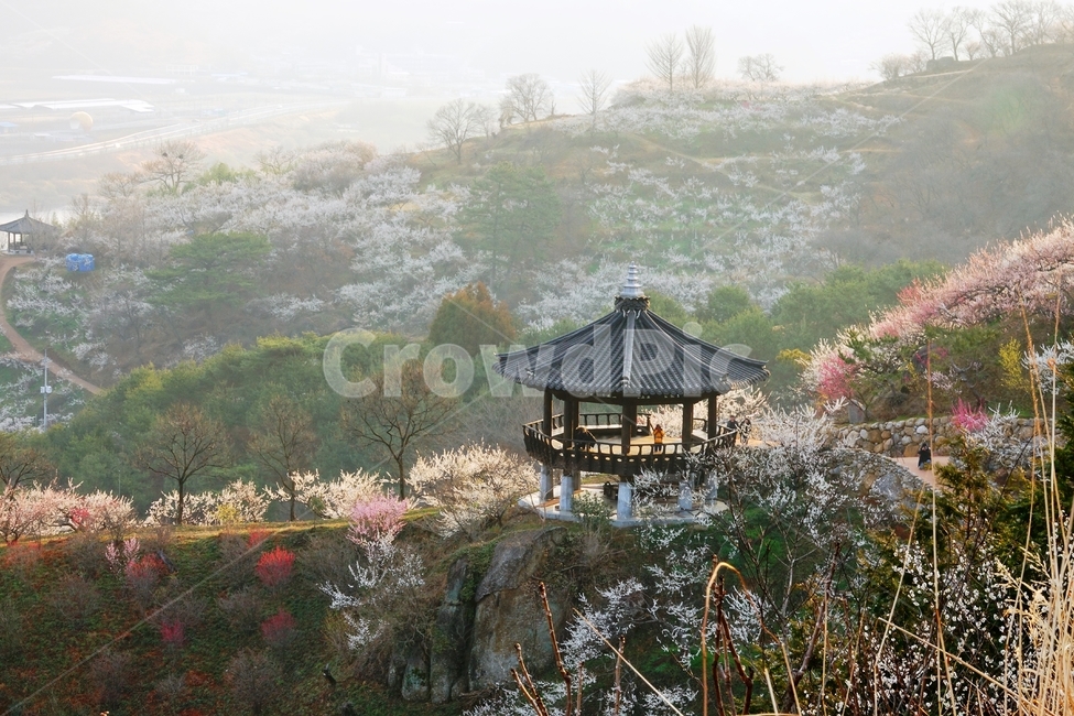매화마을,봄,풍경,다압면,꽃,광양시,봄,계절,spring,season,자연,풍경,nature,landscape,한국자연풍경,한국자연경관,korea nature landscape