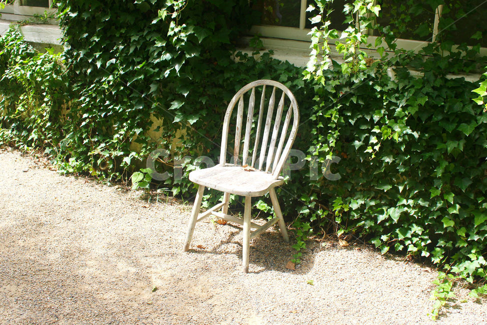 의자,덩쿨,자연,감성,흰색,chair,감성,sensible,feeling,사물,물건,오브젝트,thing,object,matter