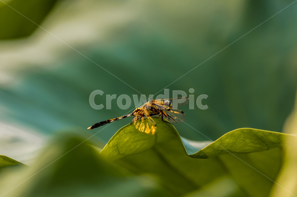 연,연잎,자연,잠자리,가을,수상식물,청정,감성,곤충,벌레,insect,bug